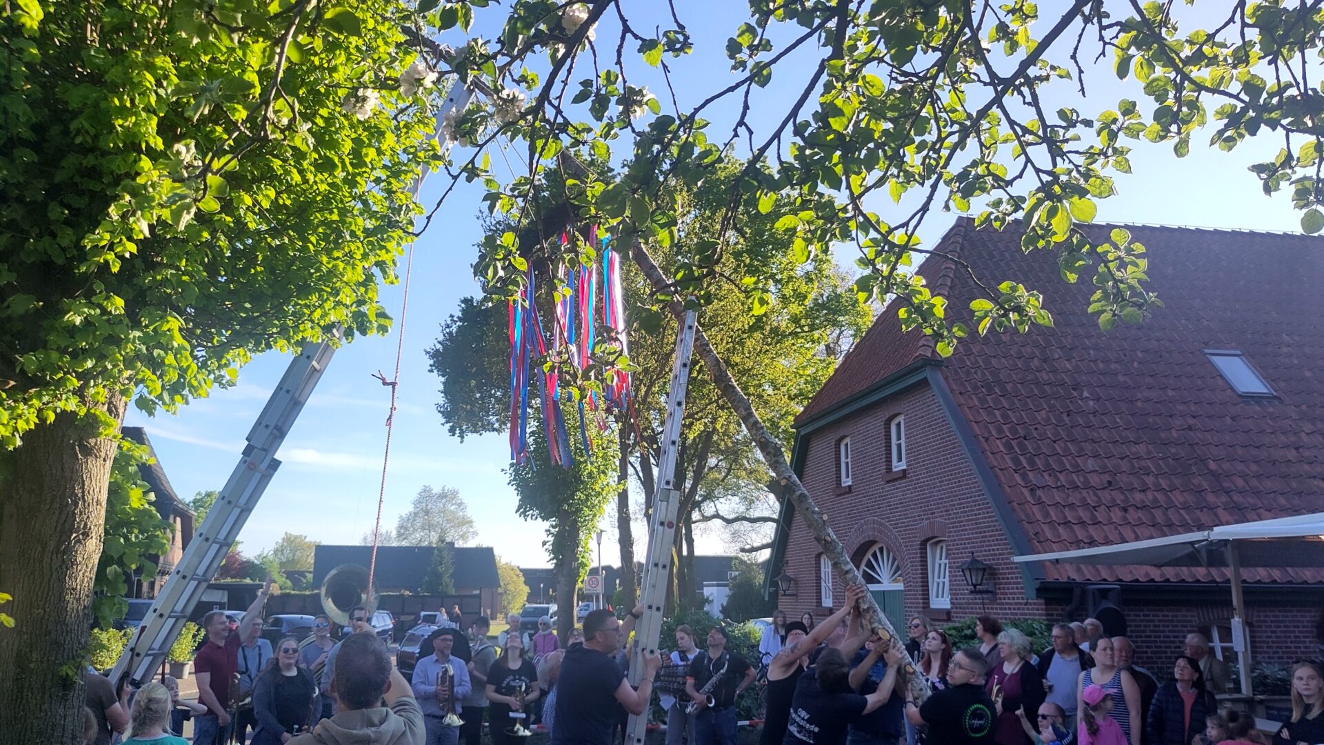 Foto von Personen, die eine geschmückte Birke vor einem Gebäude in traditionellem Ammerländer Baustil aufrichten.